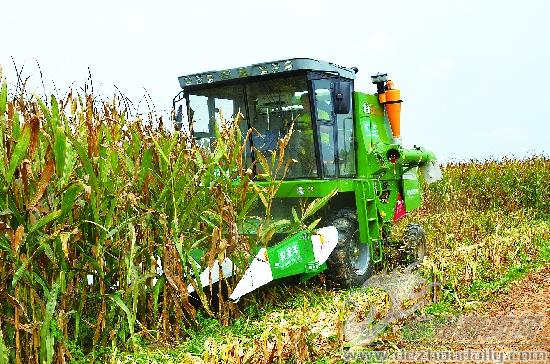 玉米籽粒直收机实施田间作业